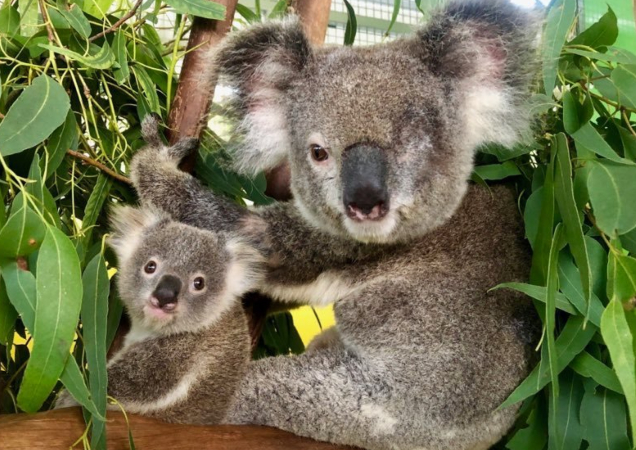 koala kindy for Pumpkin and Lilly RSPCA Queensland Wildlife